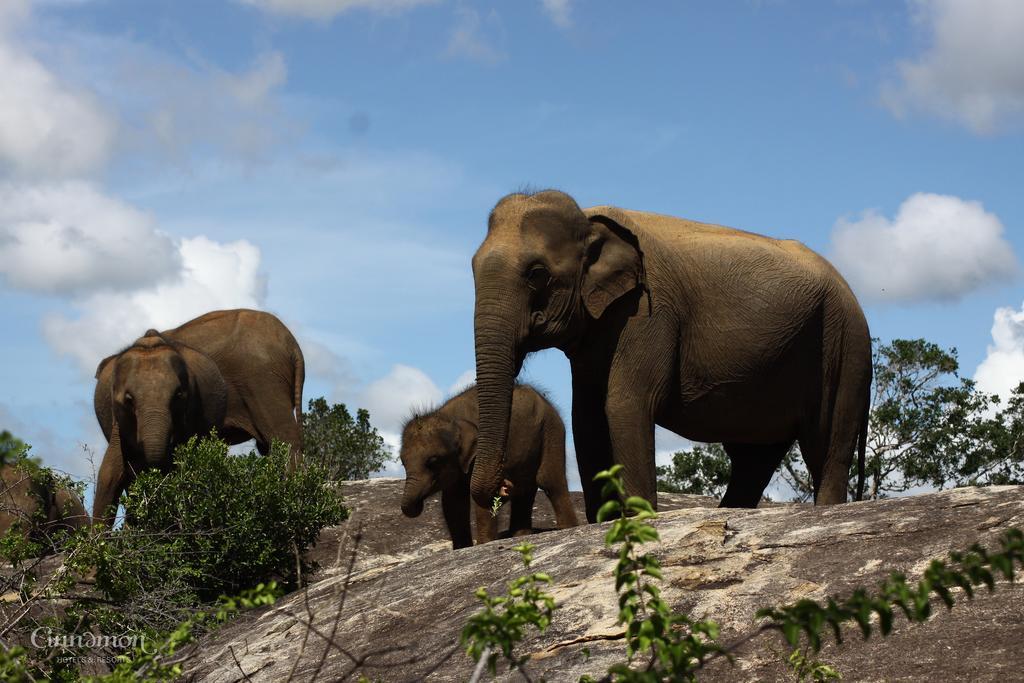 Cinnamon Wild Yala Exterior photo